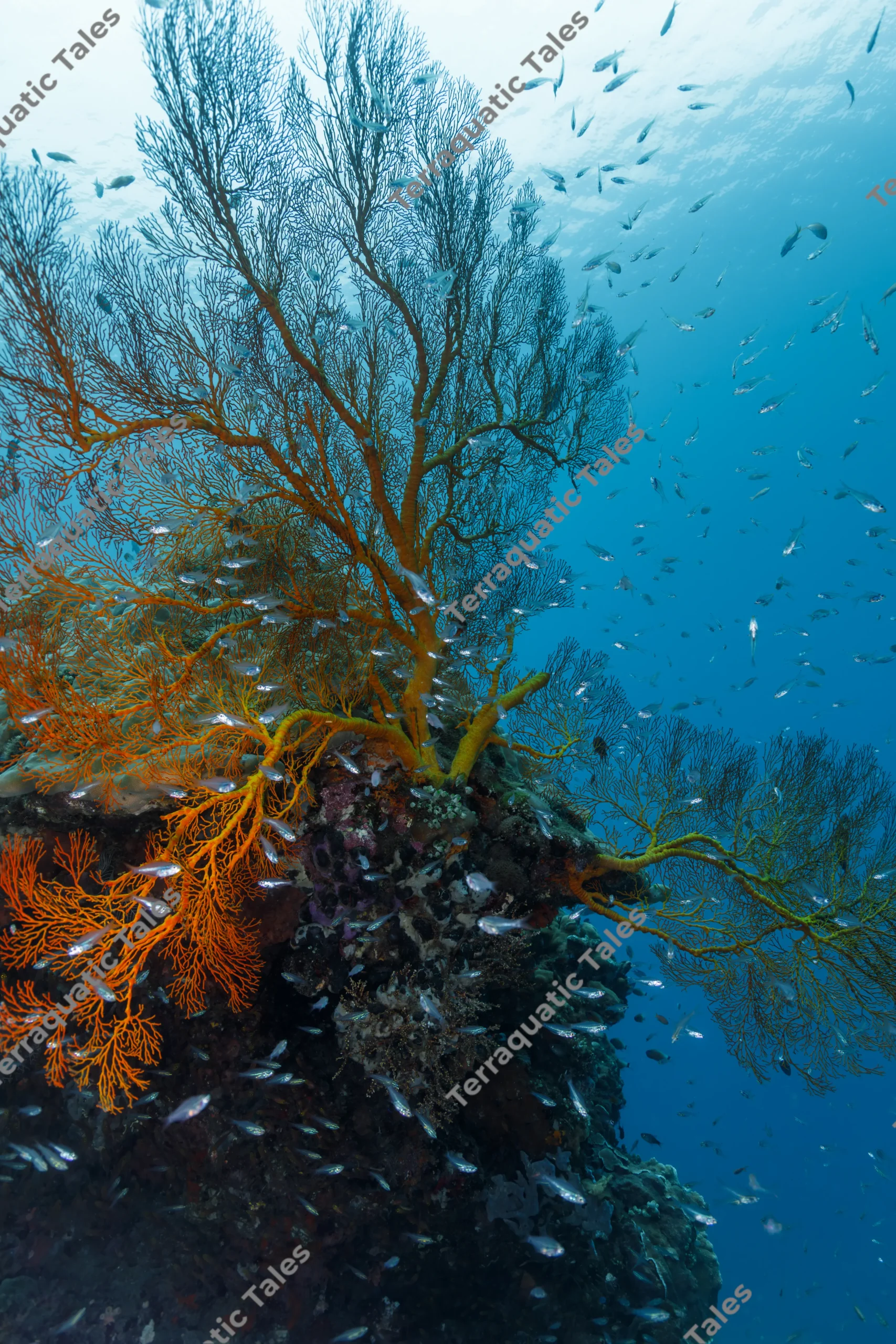 Vertical wide-angle underwater photograph of a large orange gorgonian sea fan reaching toward sunlit blue water with a swarm of glassfish in Bali.