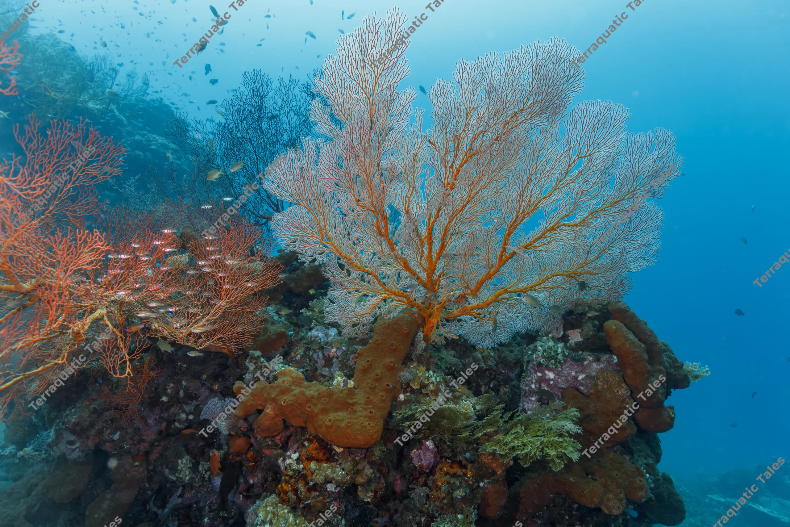 Wide-angle underwater photograph of a large pale gorgonian sea fan with orange branches standing on a reef wall next to a smaller red sea fan in Bali.