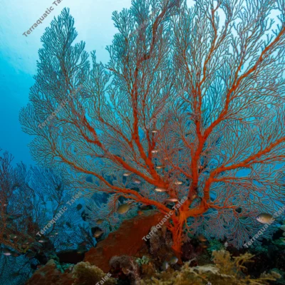 silhouetted-orange-sea-fan