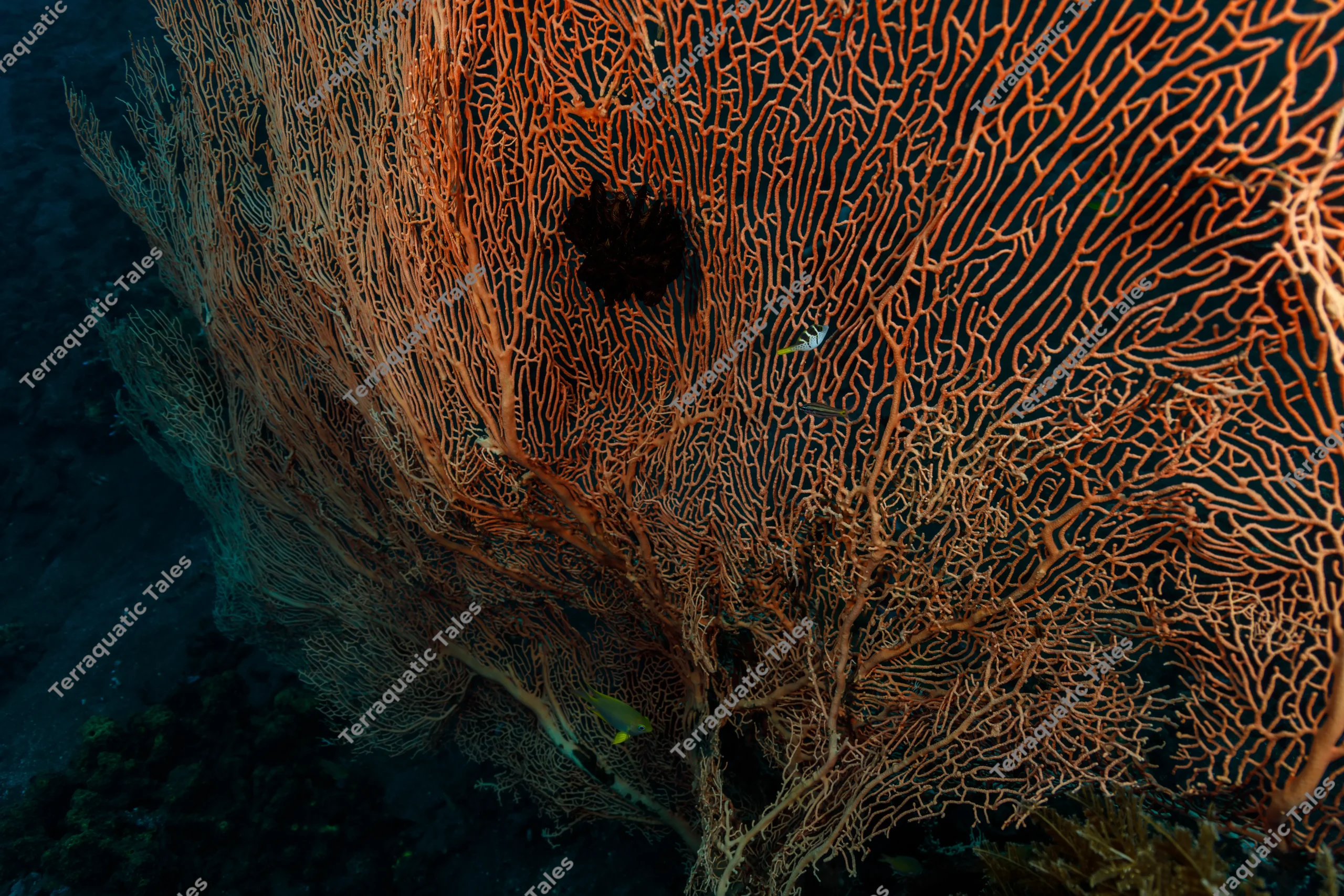 Wide-angle landscape underwater photograph of a large orange gorgonian sea fan hosting a small blacksaddle filefish and black crinoid on a reef wall in Bali.