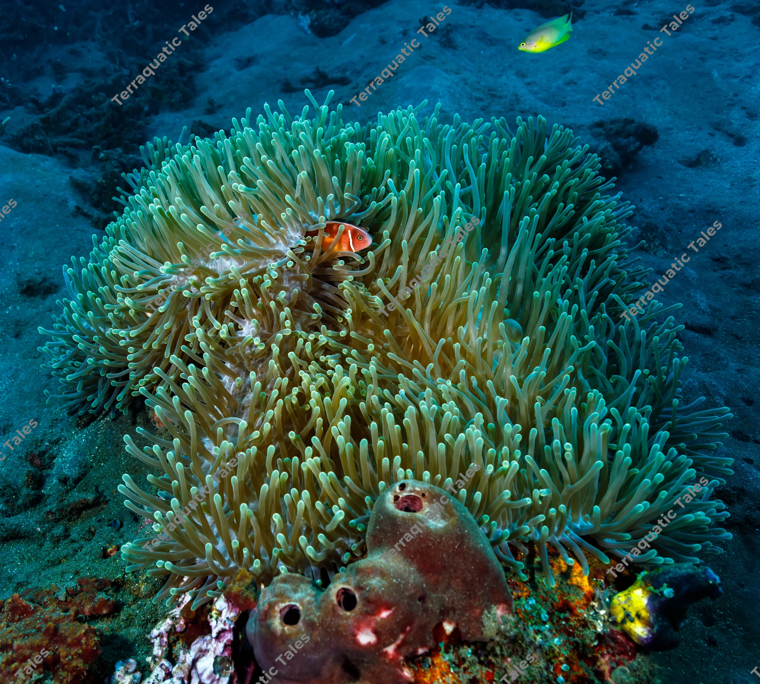 High-angle underwater photograph of a pink anemonefish peeking out from green tentacles of a sea anemone on black sand in Bali.