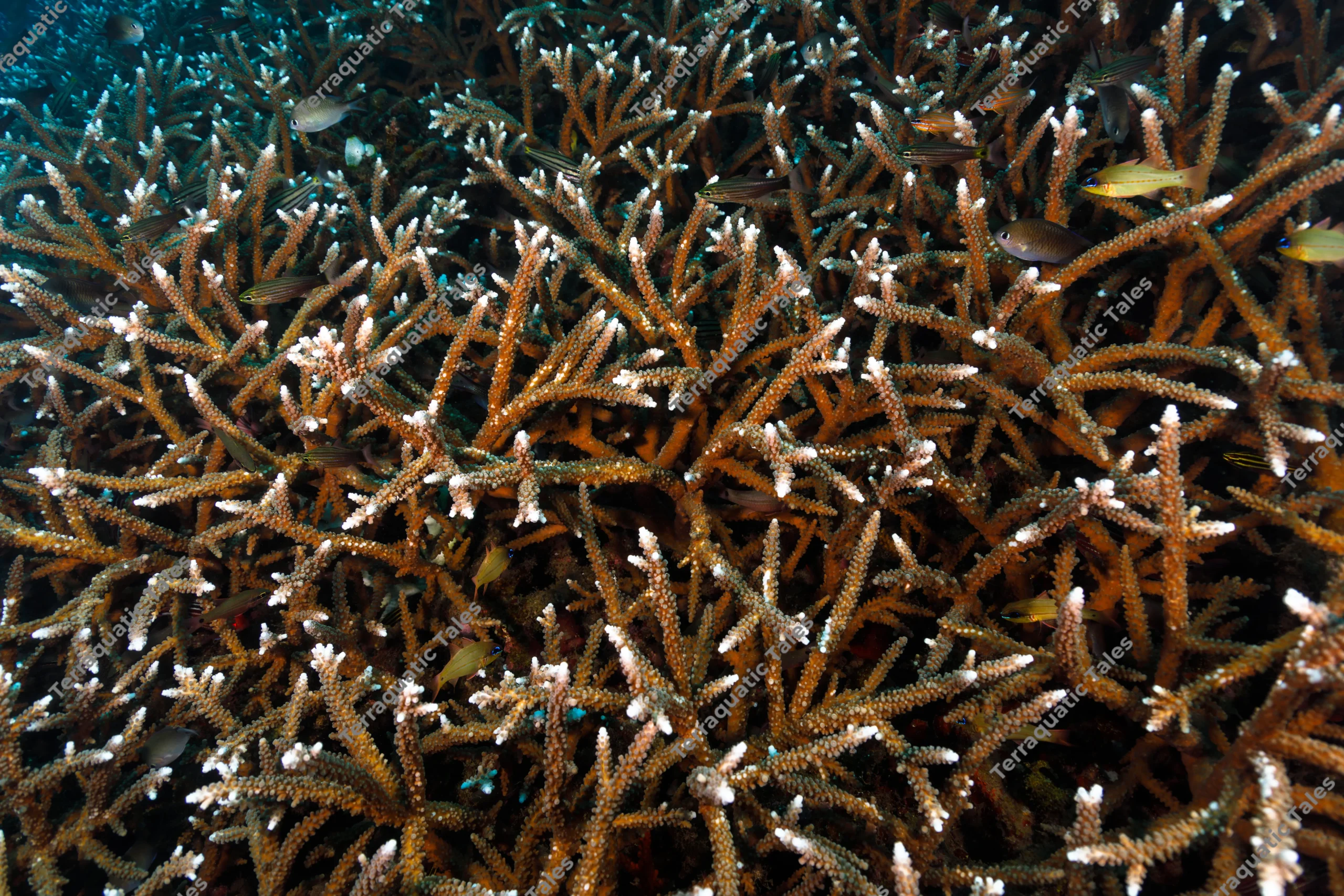 Underwater photograph of a dense thicket of white-tipped branching staghorn coral with small fish swimming between the branches in Bali.