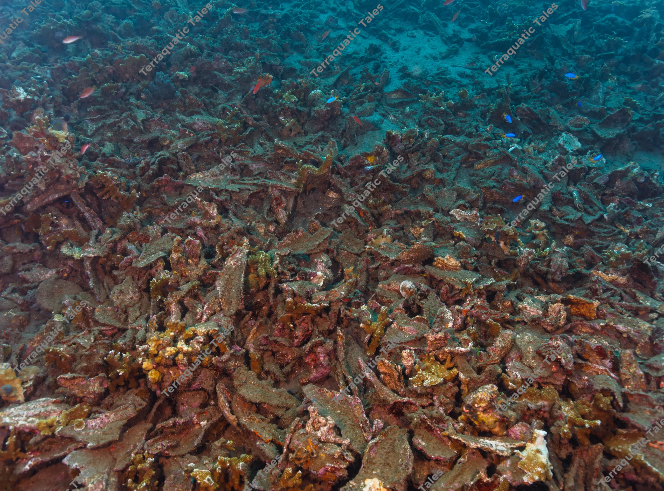 High-angle wide underwater photograph of an extensive field of broken coral rubble and debris on a reef slope with small fish in Bali.
