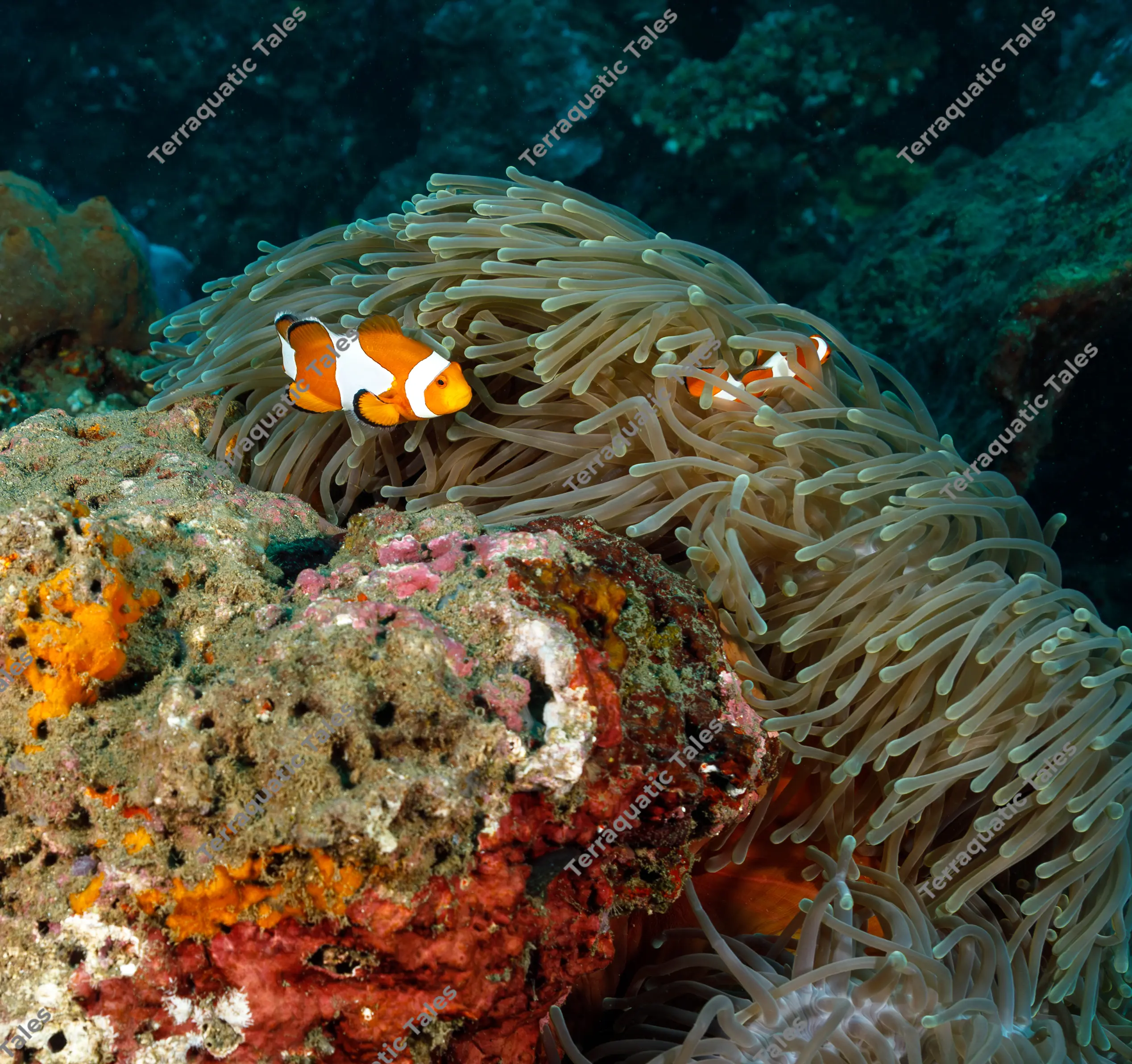 Underwater photograph of a pair of orange and white ocellaris clownfish nestled in sea anemone tentacles on an encrusted reef in Bali.
