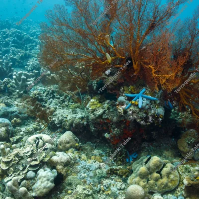 blue-star-orange-sea-fan