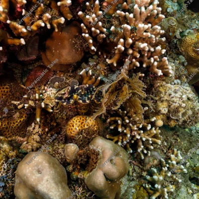 giant-clam-hard-coral-bali