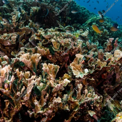 dense-cabbage-coral-colony