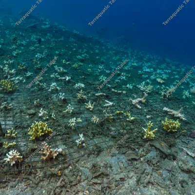 wire-coral-reef-stabilization-restoration