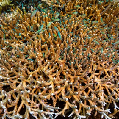 branching-staghorn-coral-blue-chromis