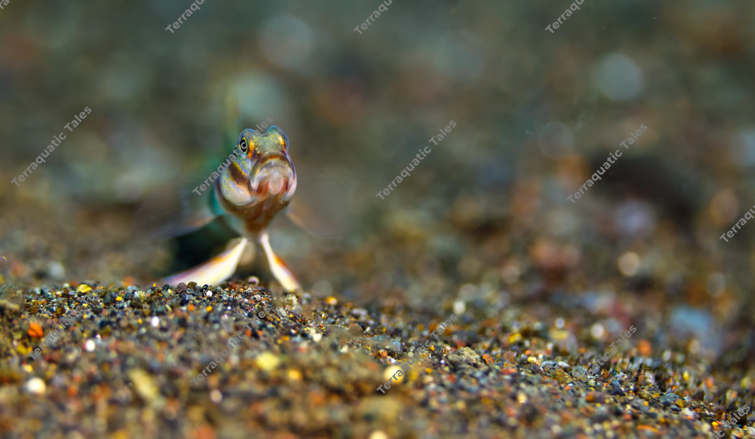 Macro underwater photograph of a flagtail shrimpgoby looking straight ahead while propped on its pelvic fins on dark volcanic sand in Bali.