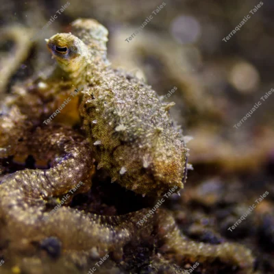 algae-octopus-macro-volcanic-sand-bali