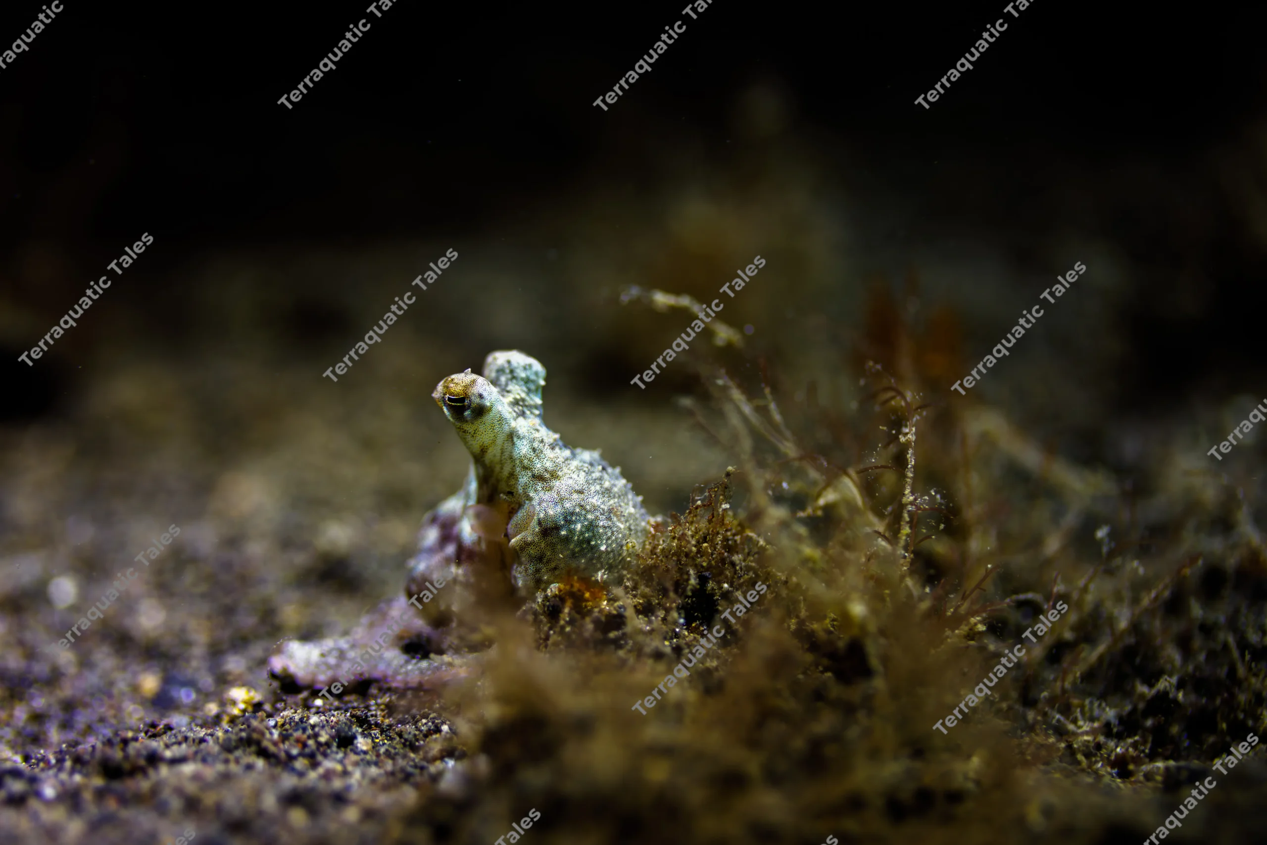 Macro underwater photograph of a tiny octopus raising its head and eye above dark volcanic sand and algae in Bali.