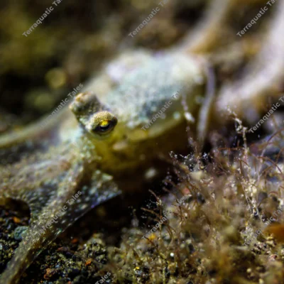 algae-octopus-flattened-sand-bali