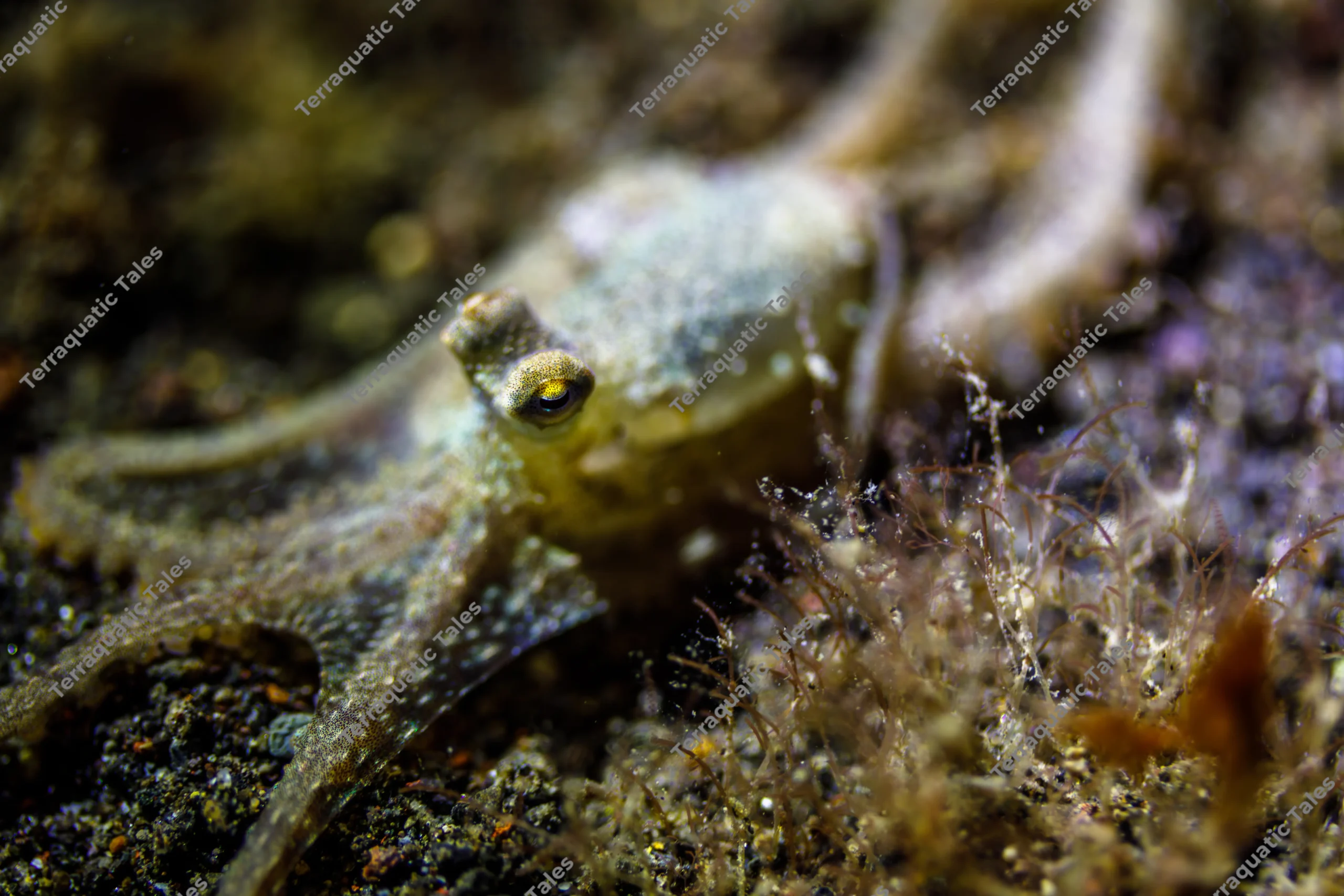 Macro underwater photograph of a small octopus flattened against dark volcanic sand with its arms spread and eye raised on a stalk in Bali.