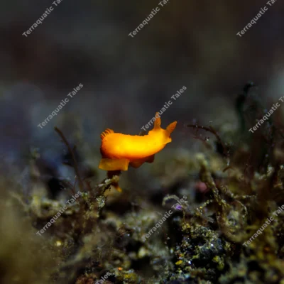vibrant-orange-nudibranch-bali
