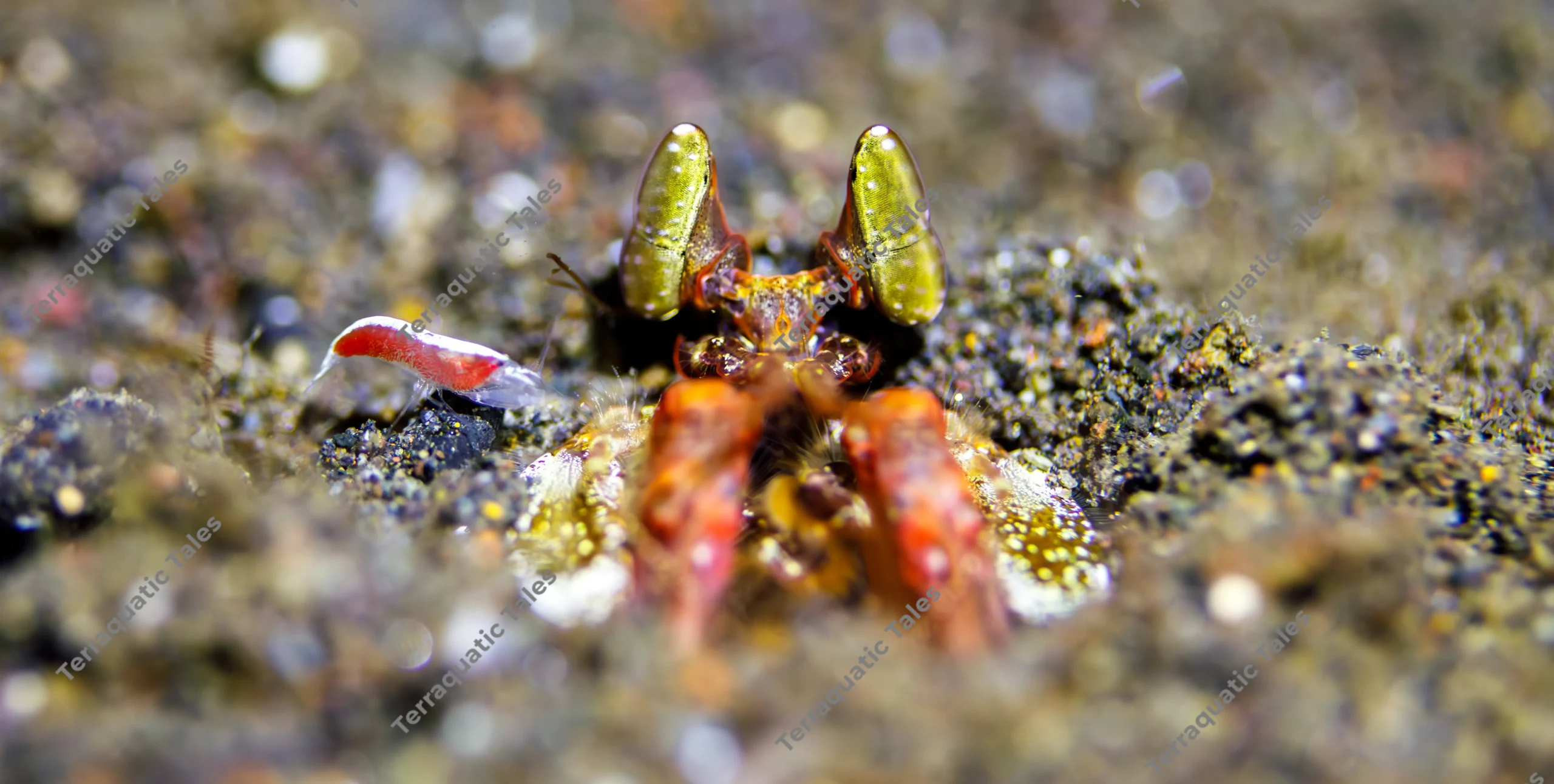 Macro underwater photograph of a mantis shrimp with large metallic gold eyes emerging from a sand burrow next to a tiny red and white shrimp in Bali.