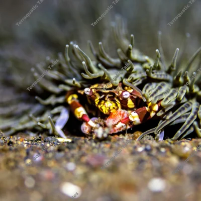 harlequin-anemone-crab-sheltering