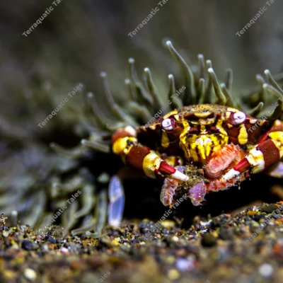 macro-harlequin-anemone-crab-feeding-bali