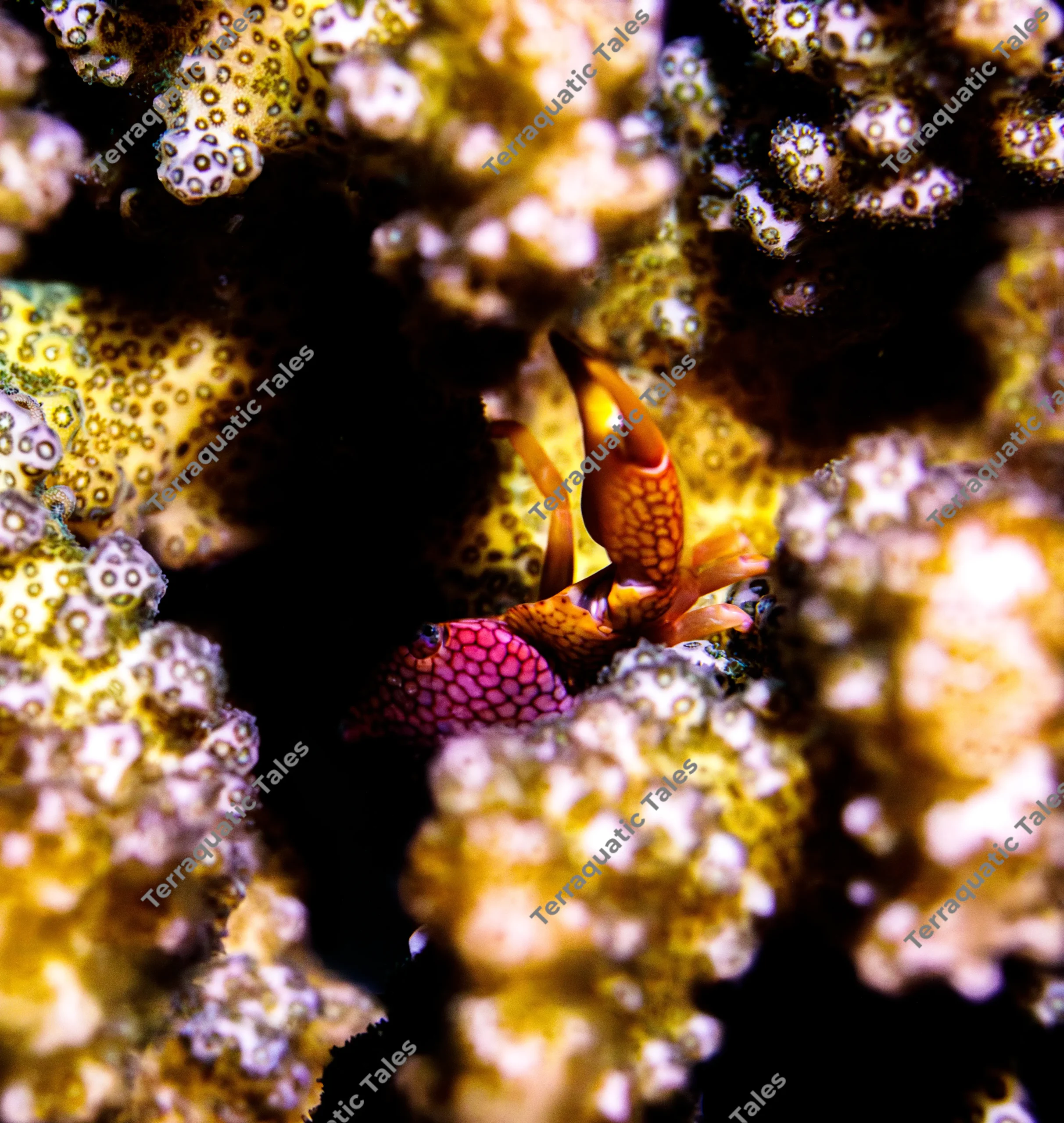 Macro underwater photograph of a red spotted coral crab raising a claw inside the branches of a hard coral in Bali.