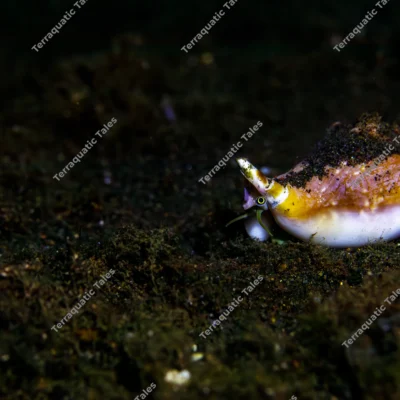 spider-conch-crawling-dark-volcanic-seabed