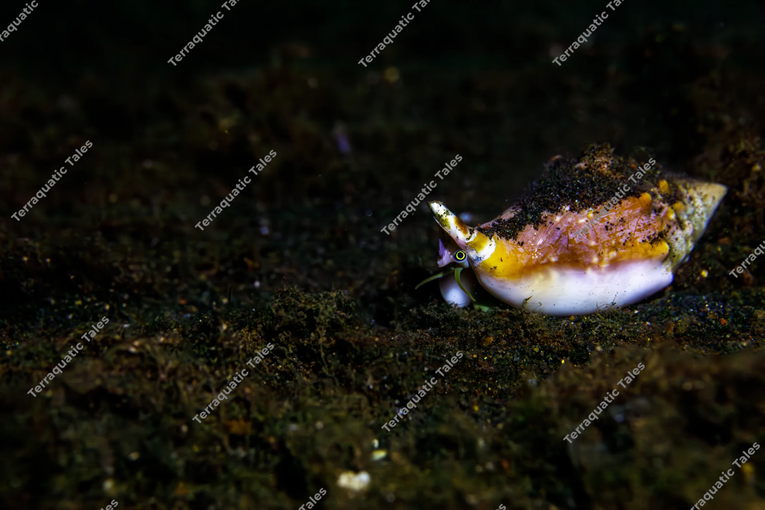 Wide macro underwater photograph of a spider conch with an exposed eye and white foot crawling on a dark volcanic seabed in Bali.