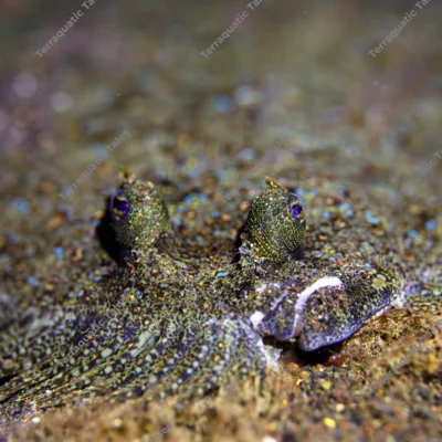 peacock-flounder-eyes-camouflaged-skin