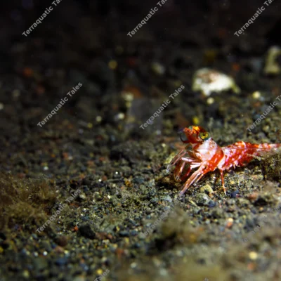 humpback-shrimp-perched-volcanic-substrate