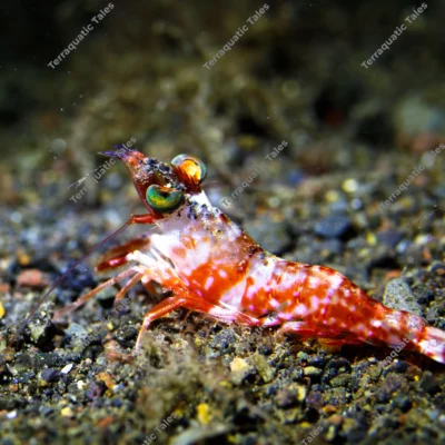 humpback-prawn-volcanic-sand