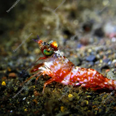 side-humpback-prawn-iridescent-compound-eyes