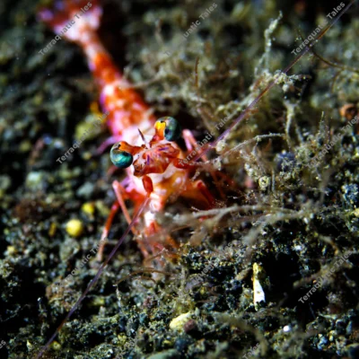 frontal-humpback-prawn-iridescent-metallic-eyes