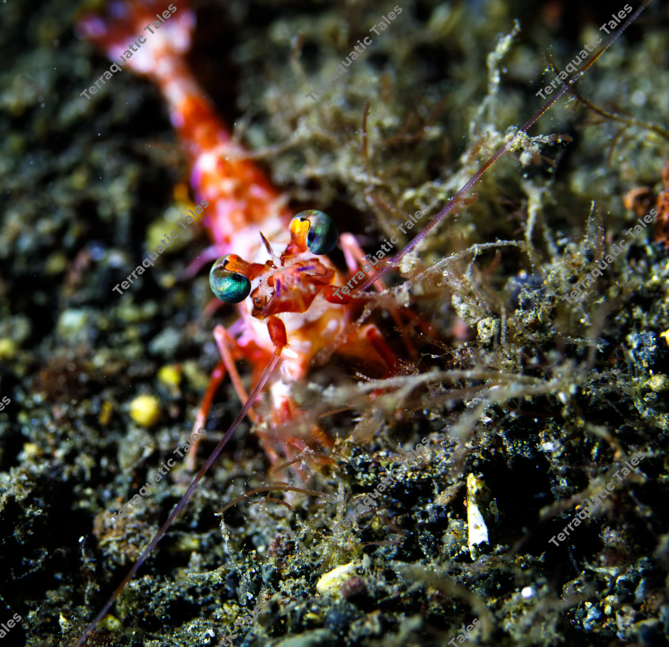 Macro underwater photograph looking head-on at a red and white humpback prawn with round, glowing green and blue metallic eyes on dark sand in Bali.