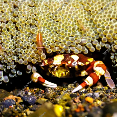 harlequin-swimming-crab-sheltering-carpet-anemone