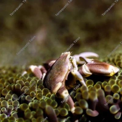 spotted-porcelain-crab-clinging-anemone-tentacles