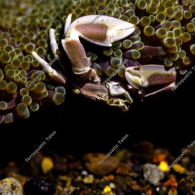porcelain-crab-under-carpet-anemone