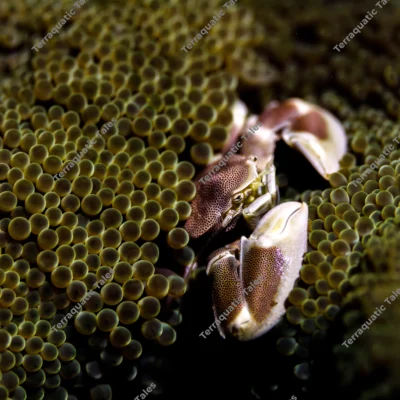 spotted-porcelain-crab-peering-anemone