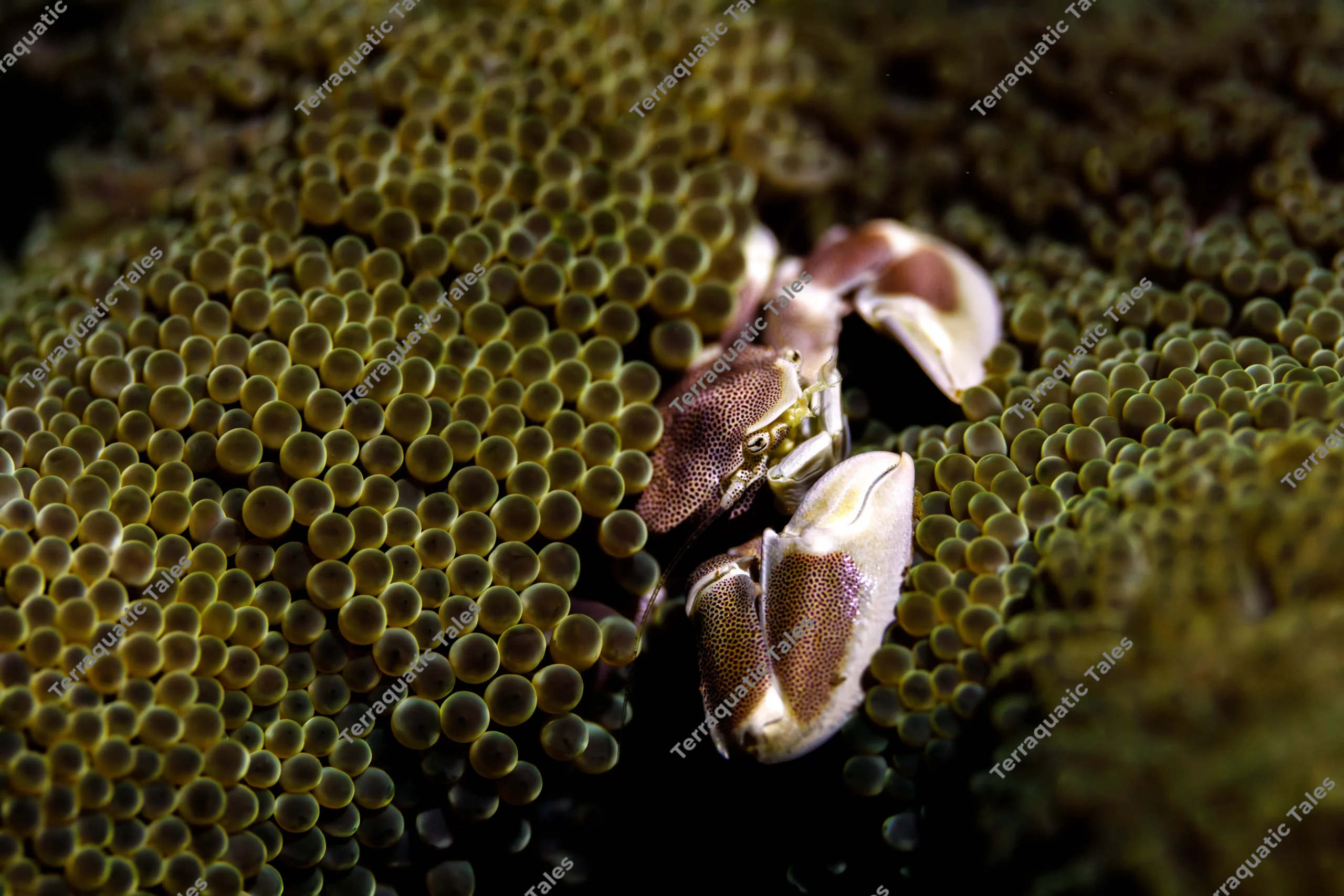 Macro underwater photograph of a spotted porcelain crab with brown dotted claws nestled inside a deep fold of green carpet anemone tentacles in Bali.