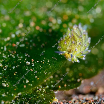 wide-macro-composition-of-costasiella-sea-slug-on-algae-frond-edge-in-bali