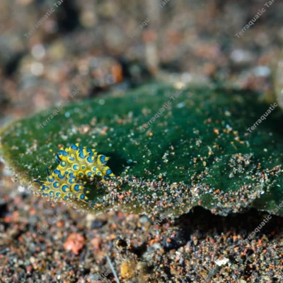 stiliger-sea-slugs-crawling-algae-blade