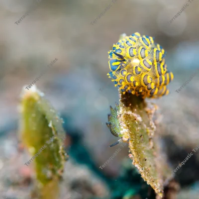 stiliger-costasiella-sea-slugs-algae