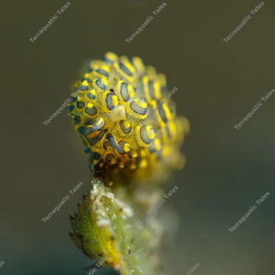 extreme-close-stiliger-sea-slug-cerata