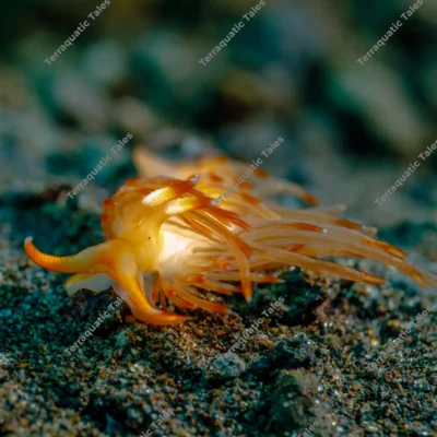 orange-aeolid-nudibranch-crawling-bali