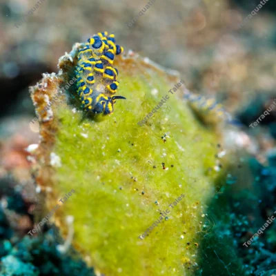 stiliger-sea-slug-perched-on-top-edge-of-green-algae-blade-in-bali