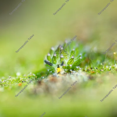 macro-costasiella-sea-slug-algae-blade