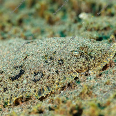 camouflaged-flounder-partially-buried