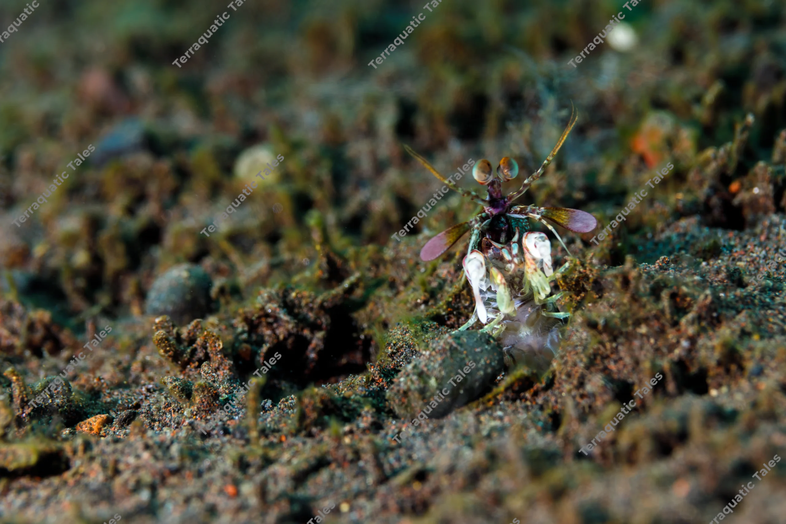 Macro underwater photograph of a small mantis shrimp with large stalked eyes and flared pink antennal scales emerging from a sandy burrow in Bali.