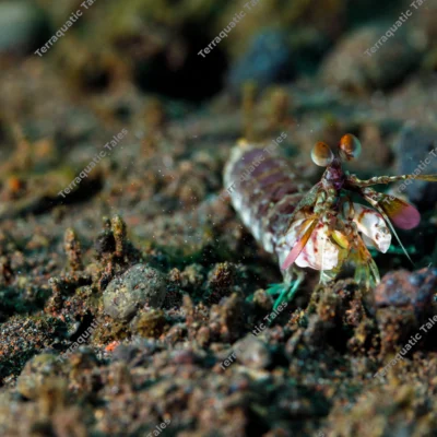 mantis-shrimp-crawling-exposed-sand-bali