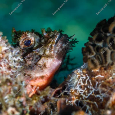 scorpionfish-head-peering-encrusted-coral