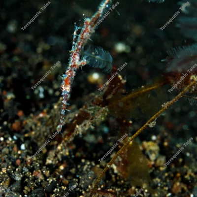 ornate-ghost-pipefish-floating-vertically