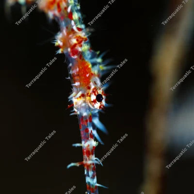extreme-ornate-ghost-pipefish-head-eye
