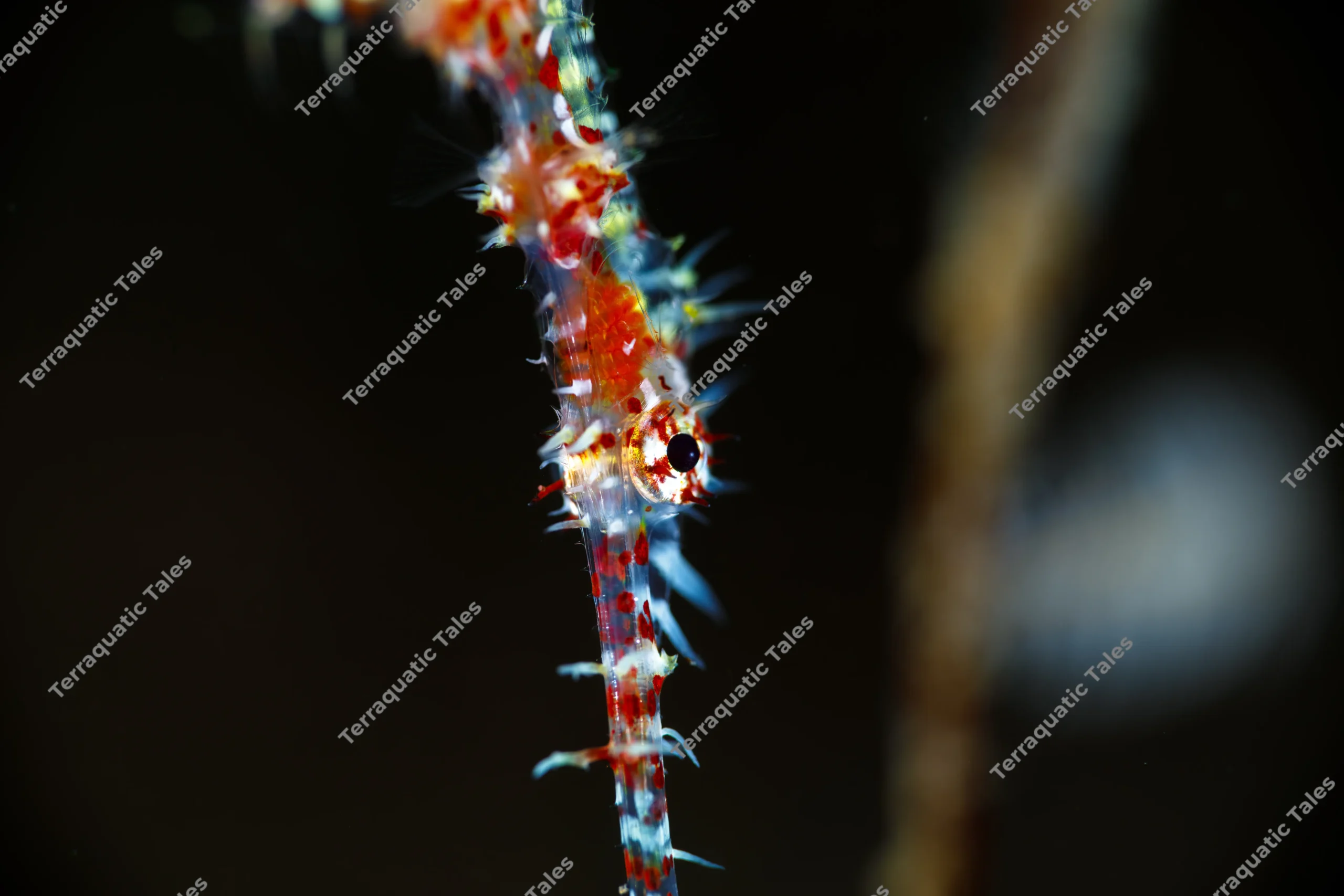 Extreme macro underwater photo detailing the clear, red-speckled head, eye, and spiky dermal filaments of an ornate ghost pipefish in Bali.